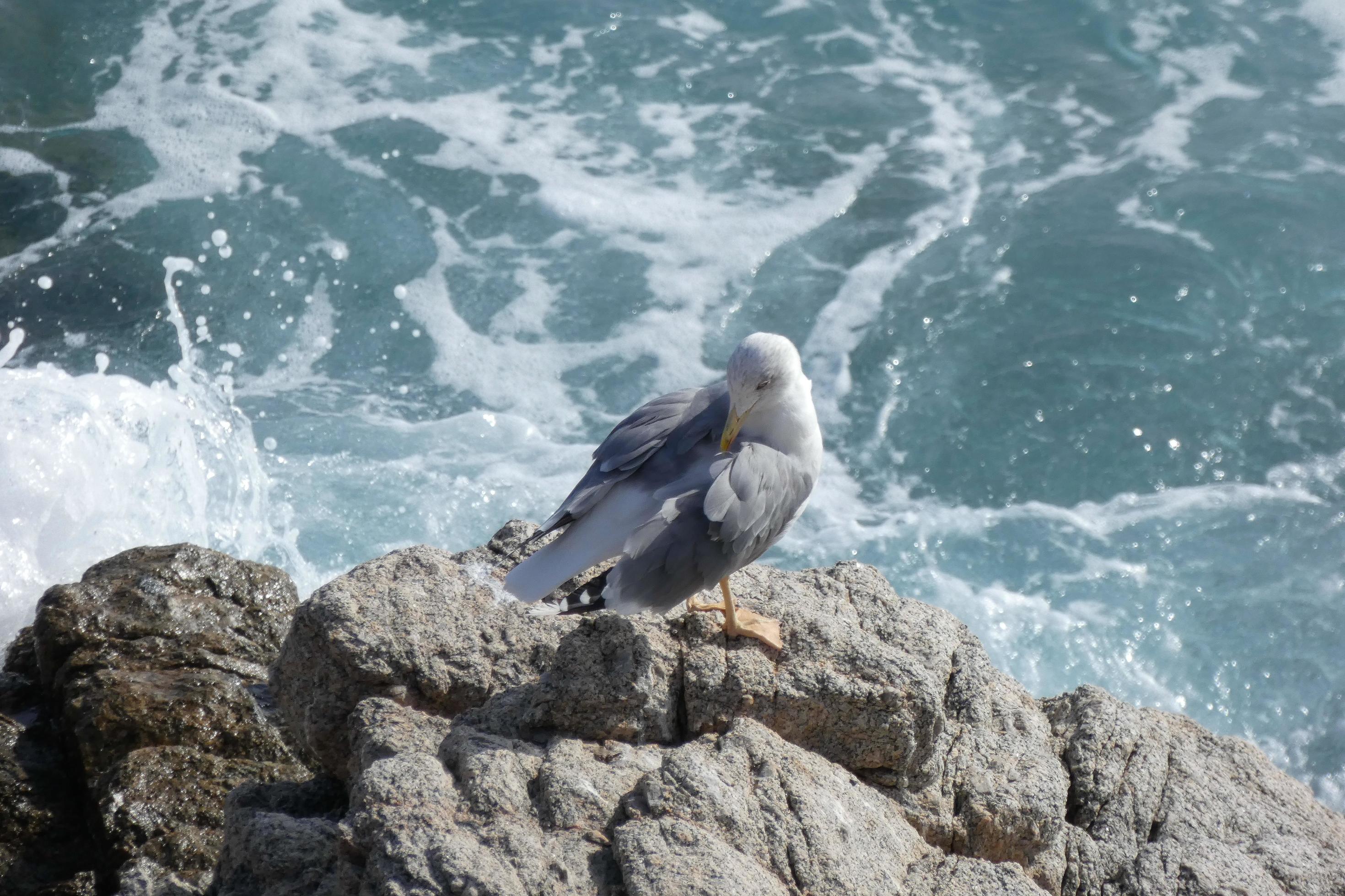 Wild seagulls in nature along the cliffs of the Catalan Costa Brava, Mediterranean, Spain. Stock Free