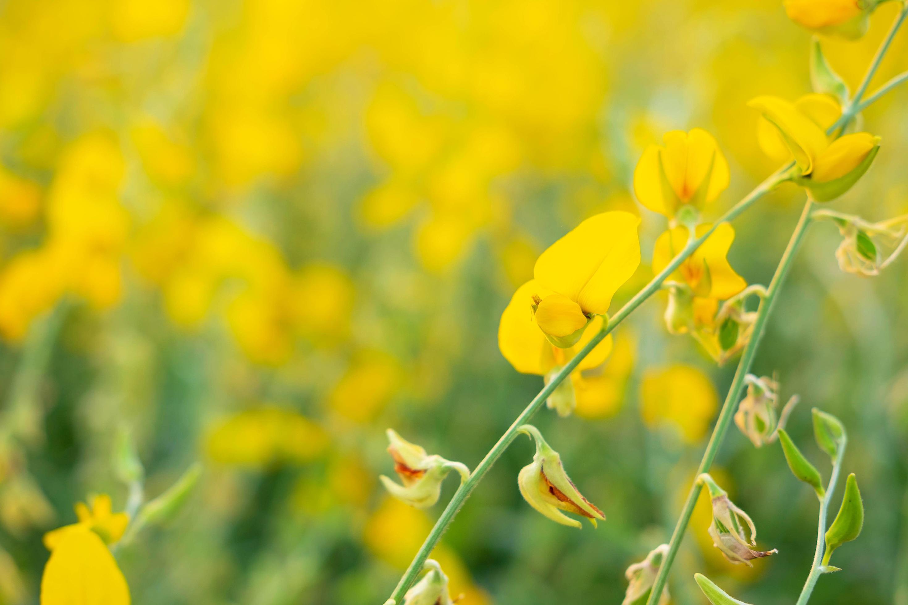 Sunhemp flower with garden flowers and flowers Stock Free