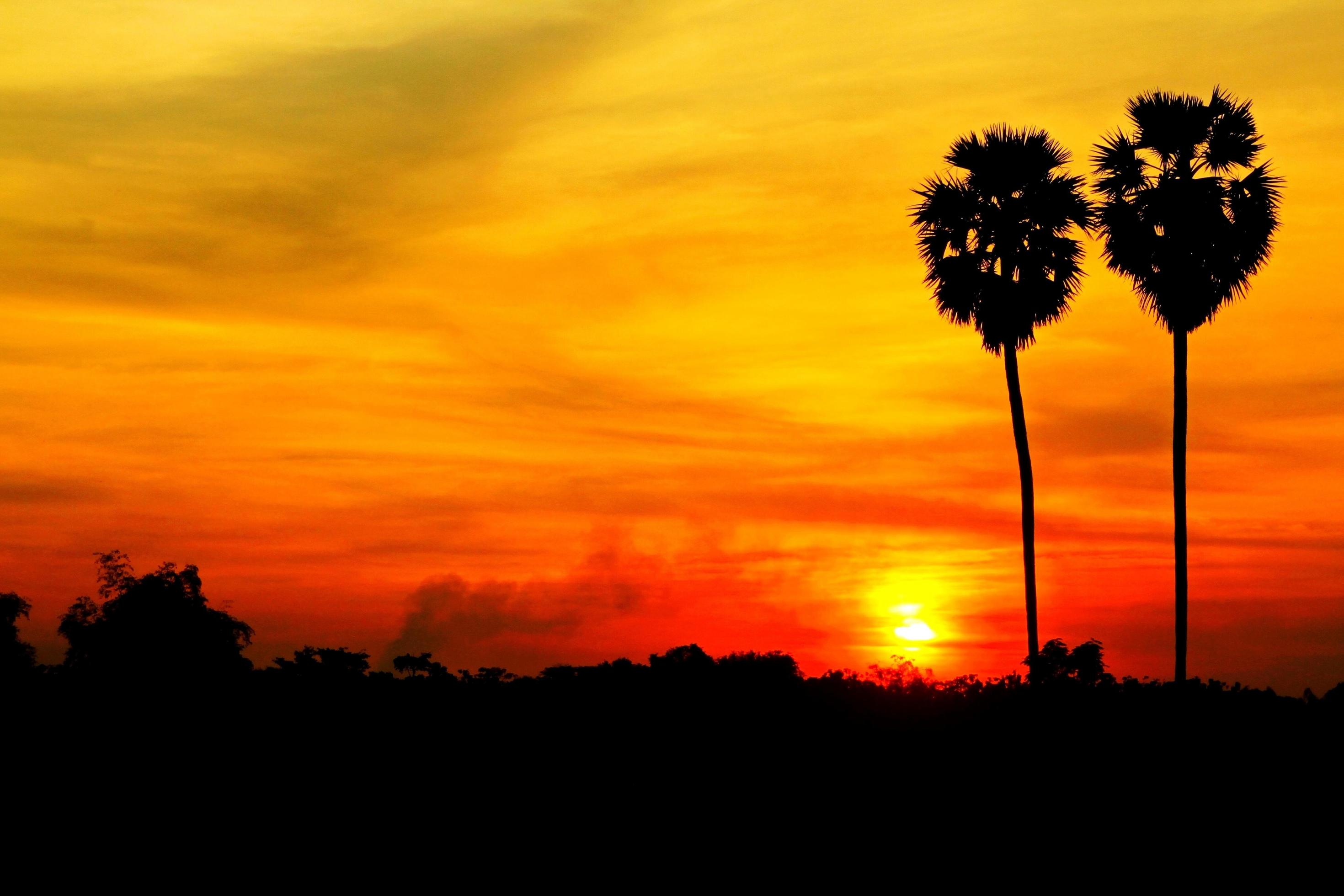 Silhouette two sugar palm trees with sunset or sunrise and left copy space. Beautiful Landscape and Nature Stock Free