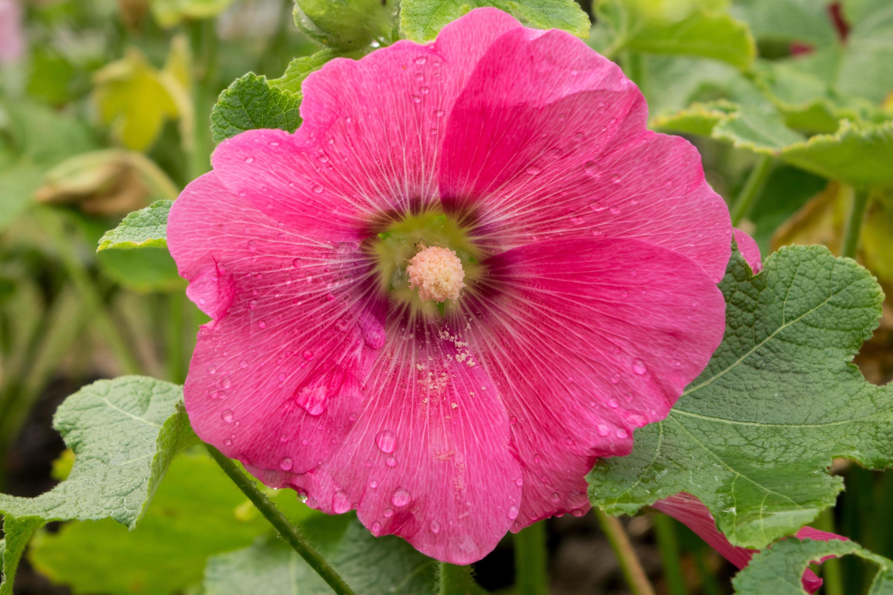 Pink hollyhock flower in garden Stock Free