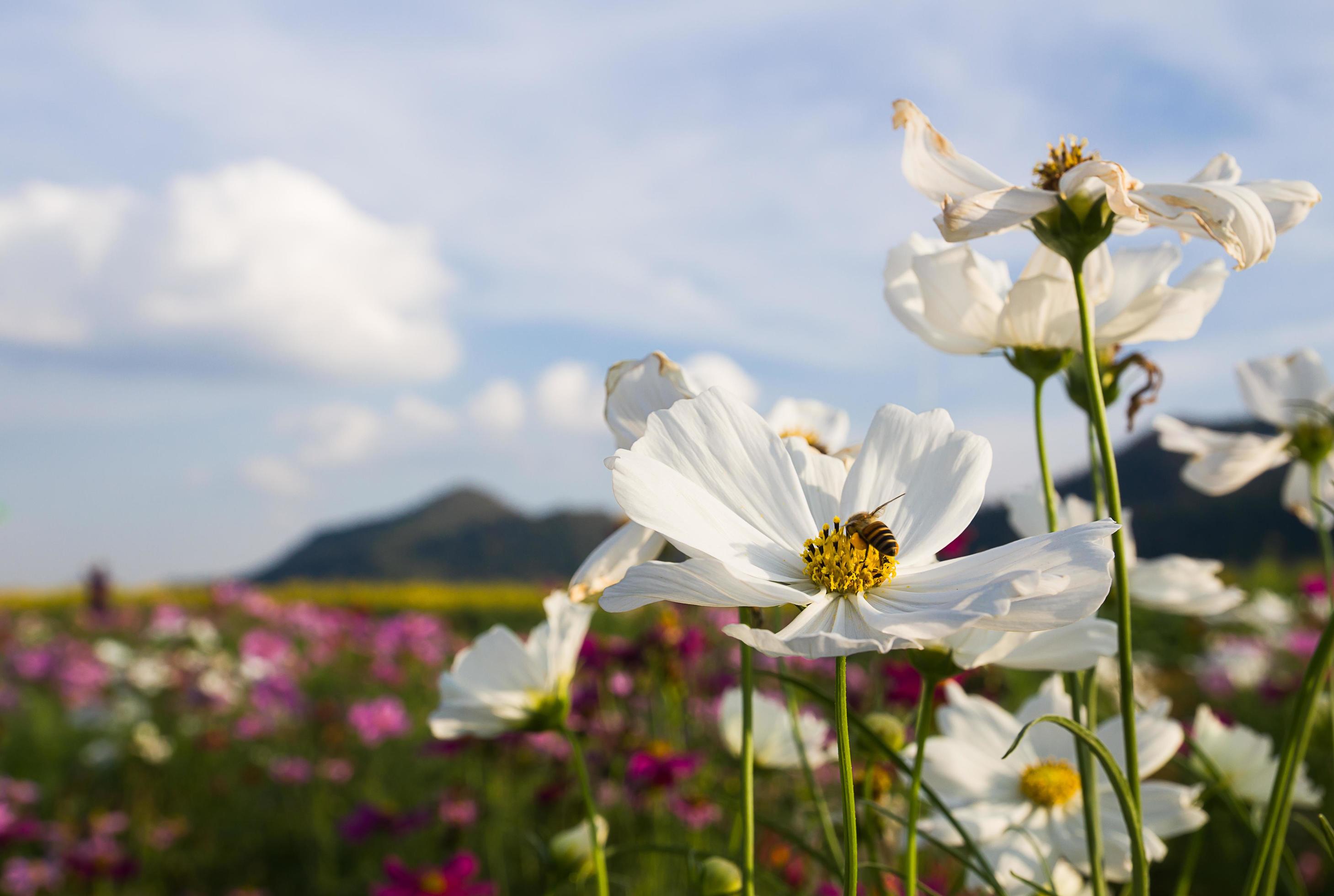 White Cosmos flower Stock Free