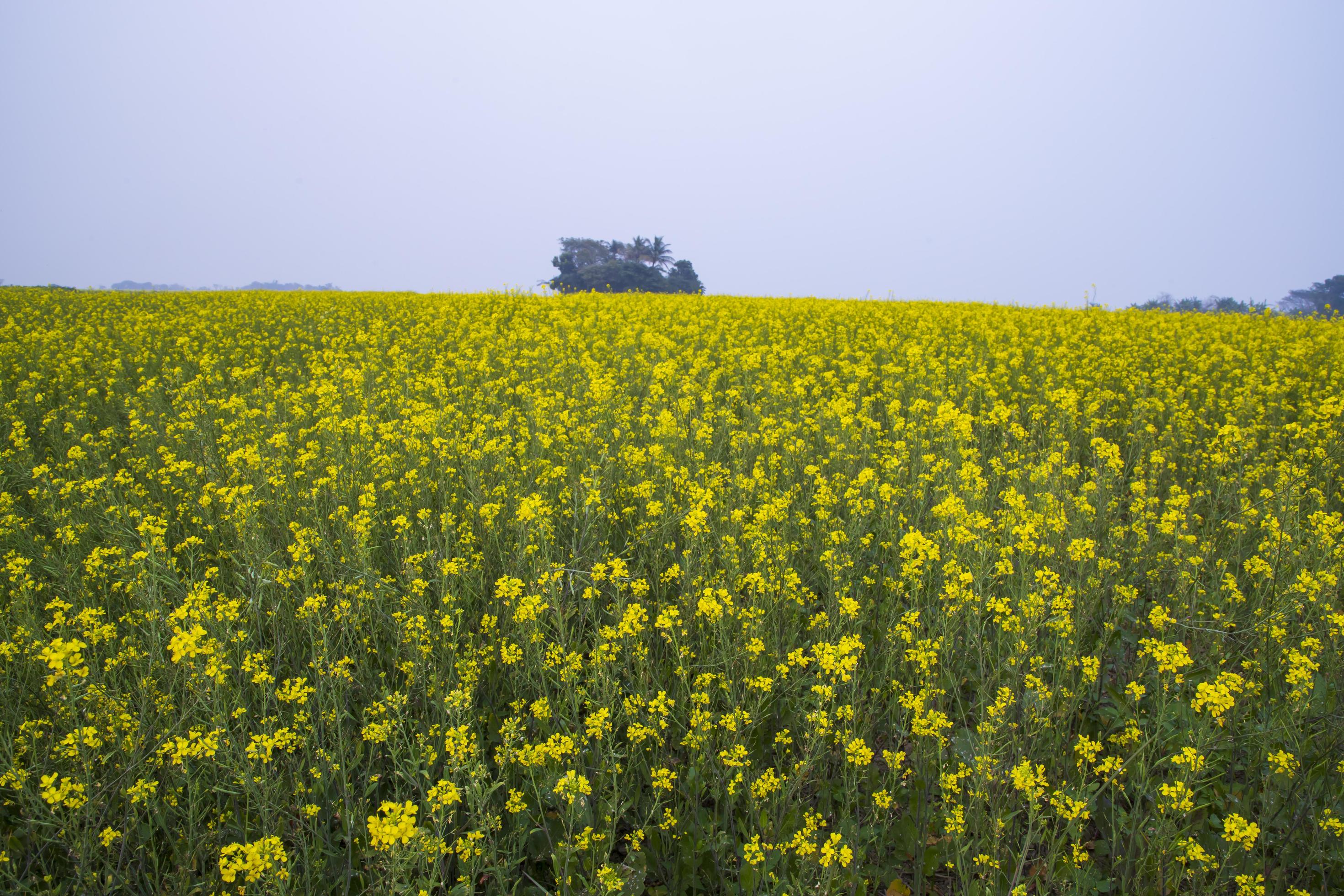 Yellow Rapeseed flowers in the field with blue sky. selective focus Natural landscape view Stock Free