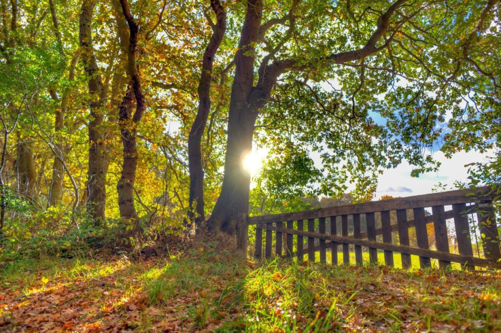 Fence in the forest Stock Free