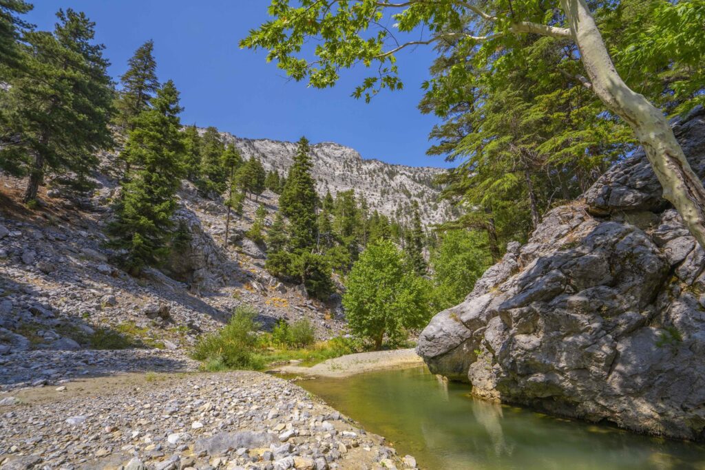 River stone and tree, View water river tree, Stone river and sun ray in forest Stock Free