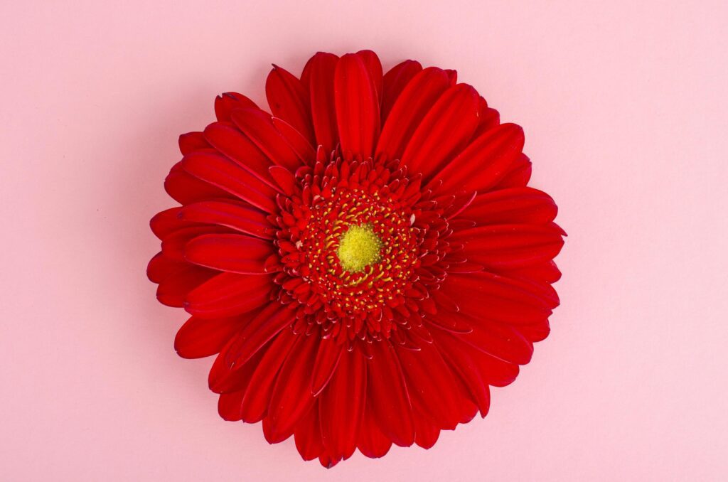 Red gerbera flower close up. Stock Free