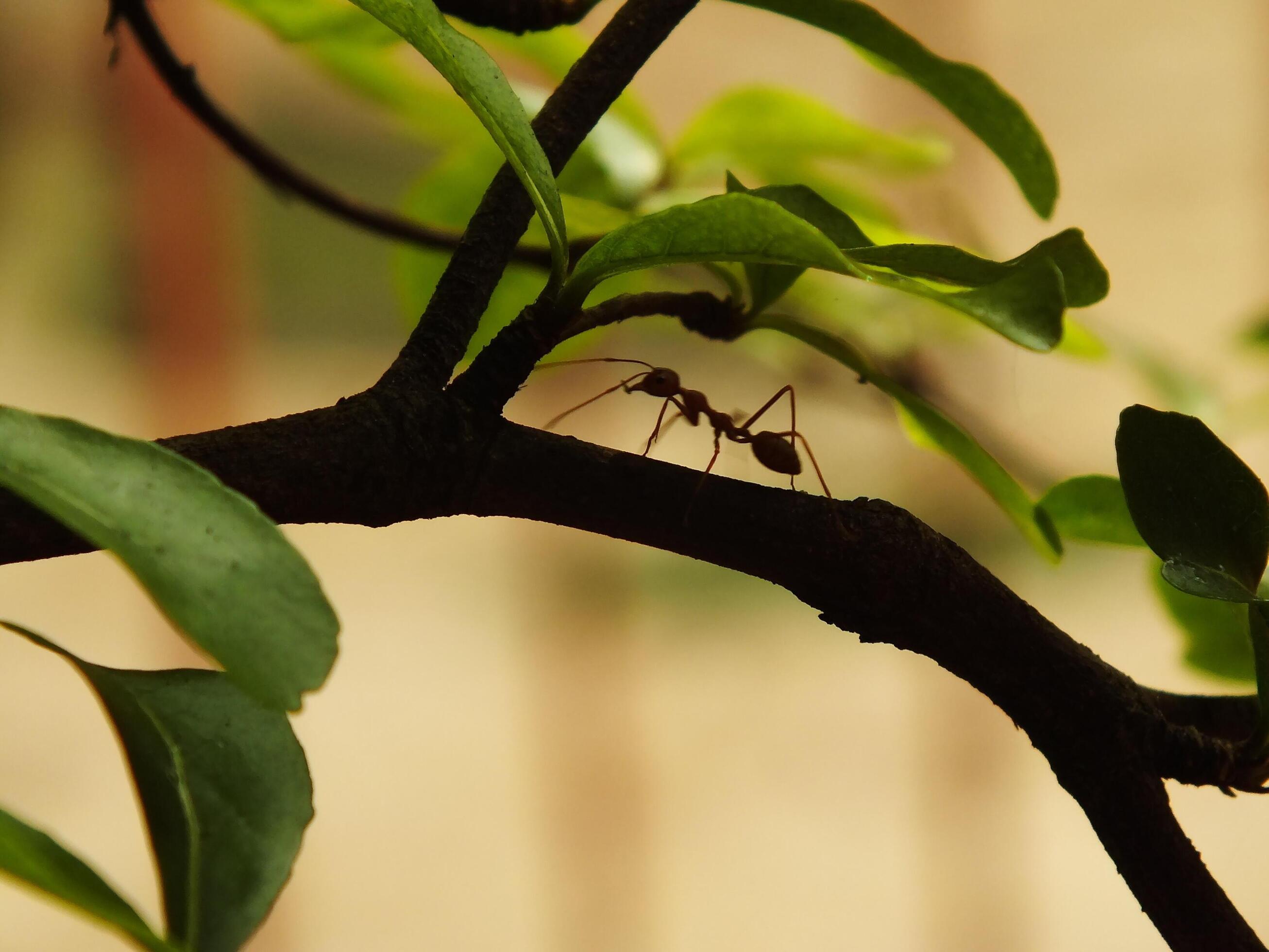 Selective focus of a red weaver ants colony walking on tree branch with nature background Stock Free