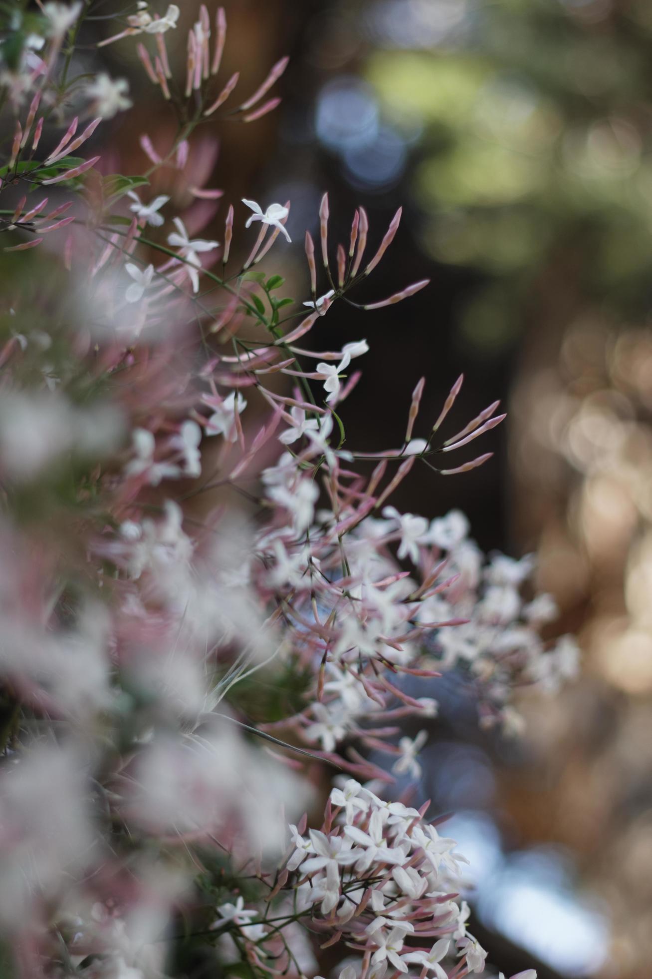 Jasmine Flowers and Bulbs Stock Free