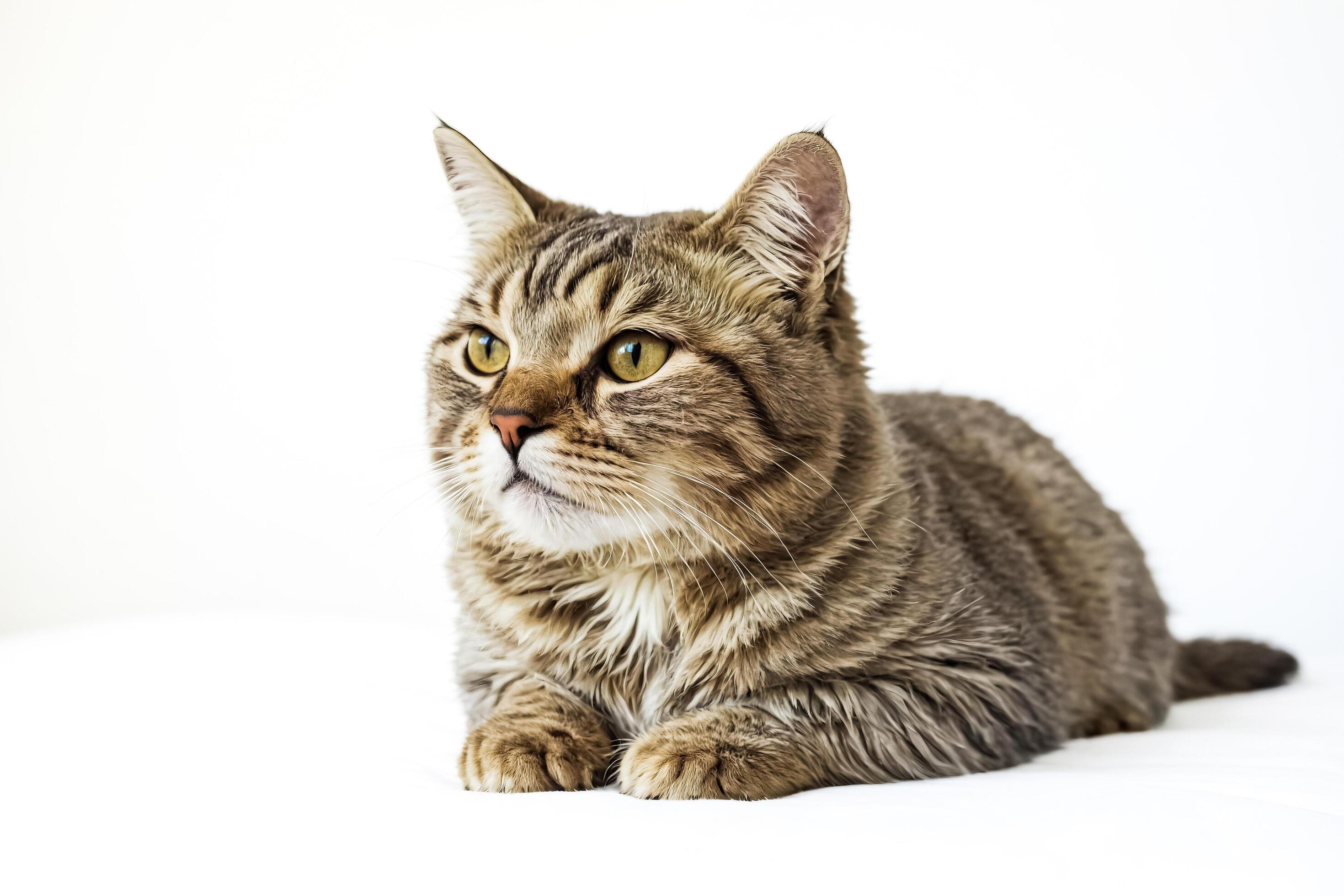 Tabby cat looking to the side, lying down on a white background Stock Free