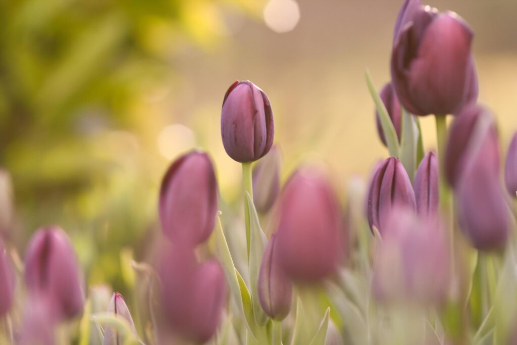 Spring purple tulip flowers in the garden sunrise Stock Free