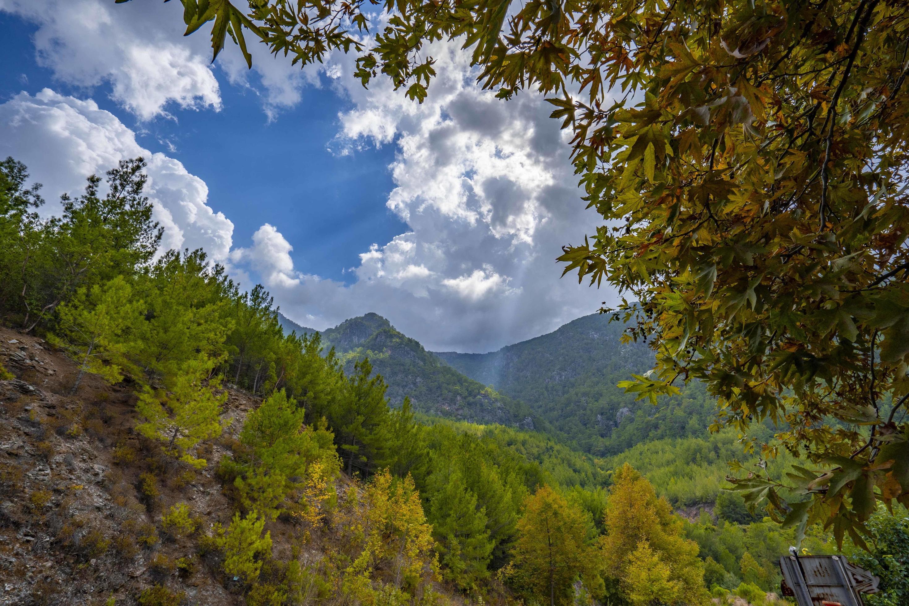 Colorful trees and autumn landscape in deep forest. The autumn colors in the forest create a magnificent view. autumn view in nature Stock Free