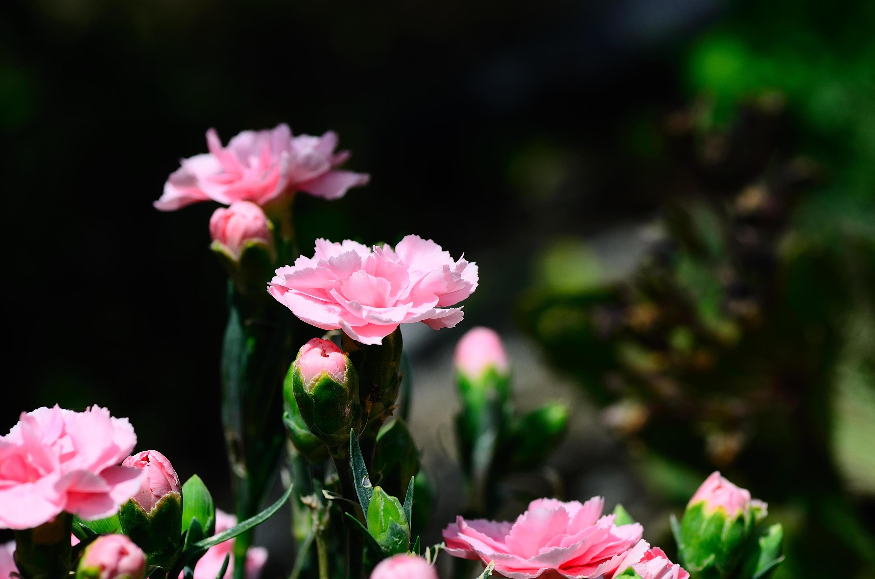 pink flowers in garden Stock Free