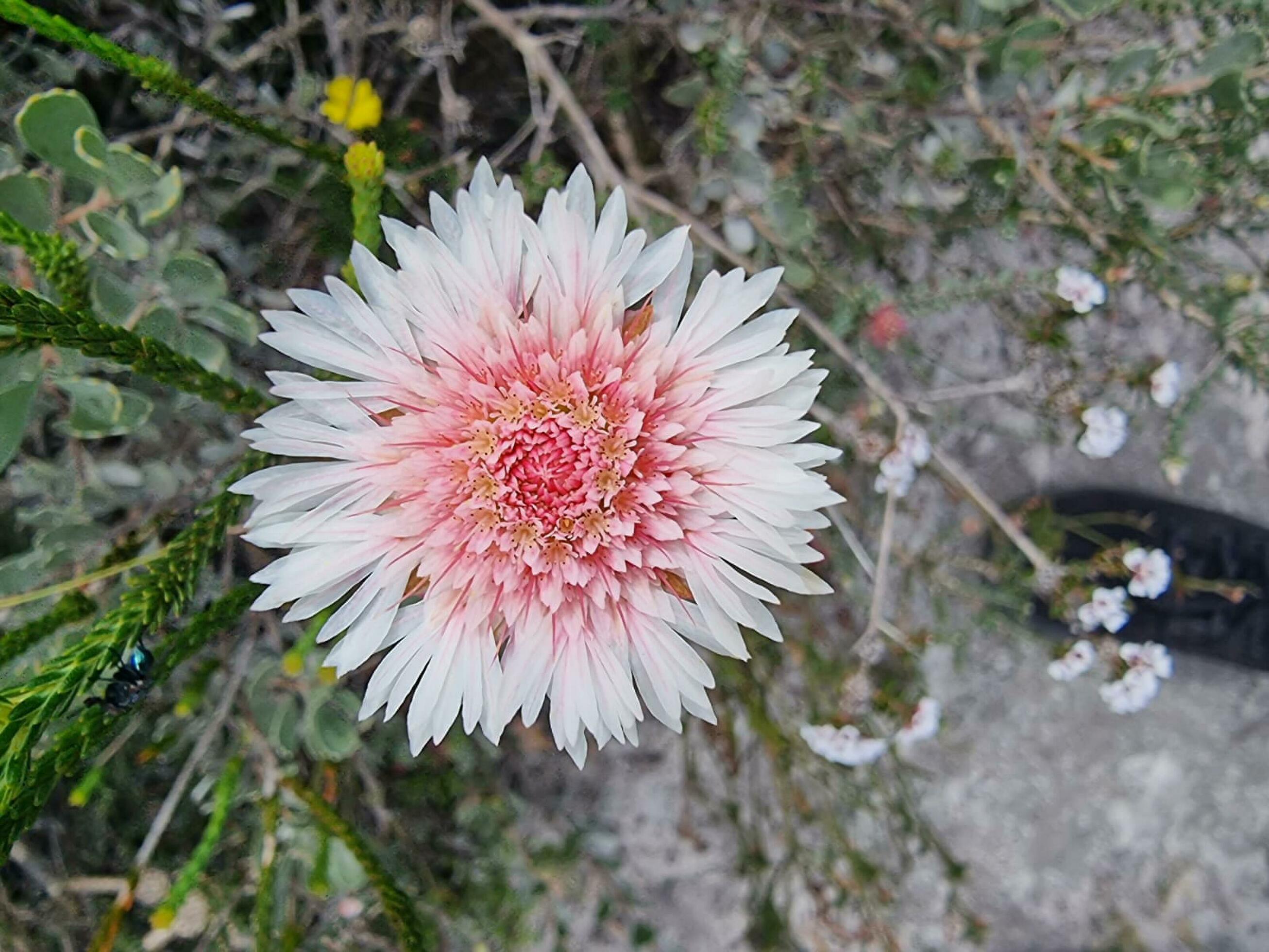 Australian Outback Flower Stock Free