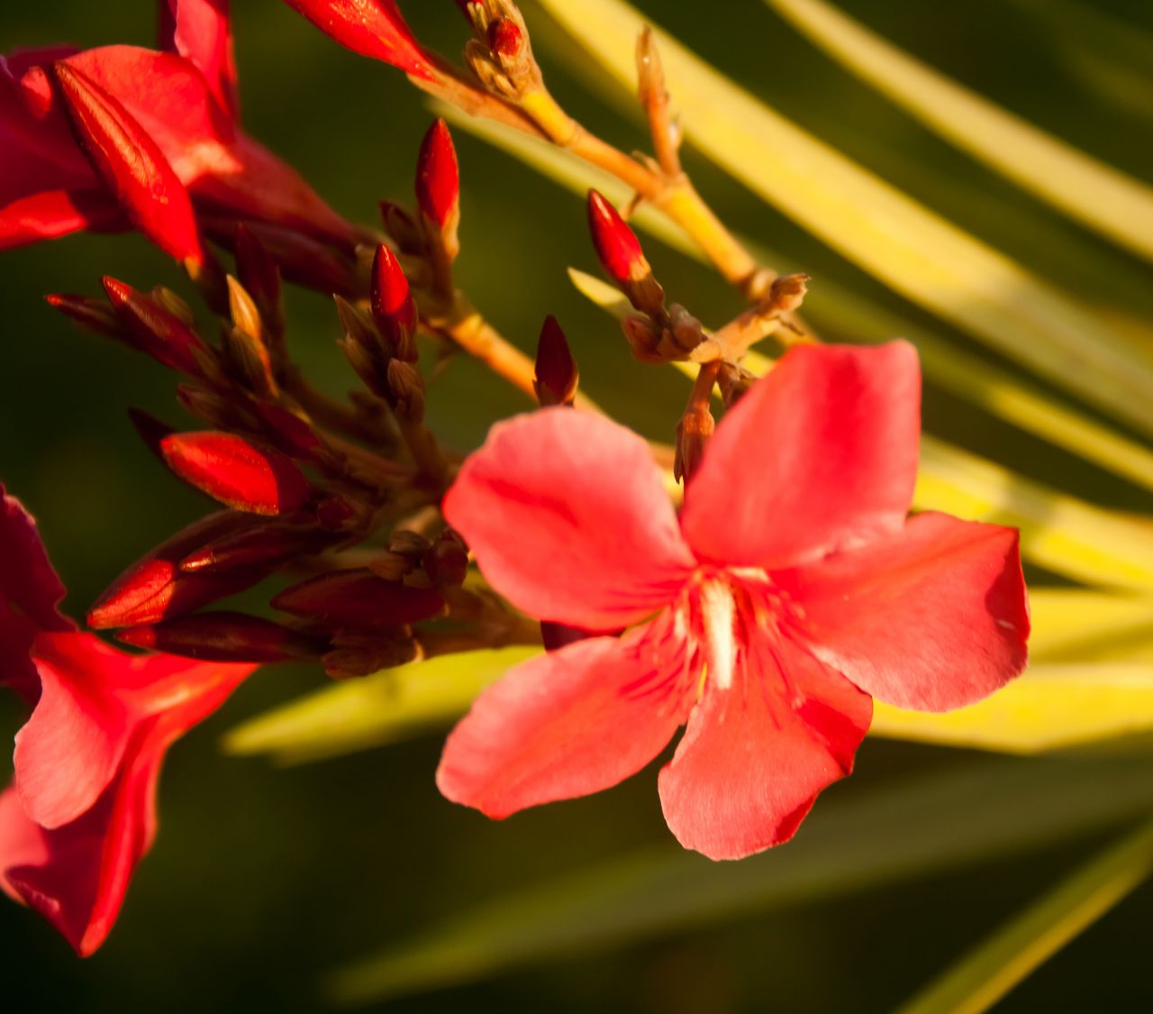 Red Flowers Stock Free