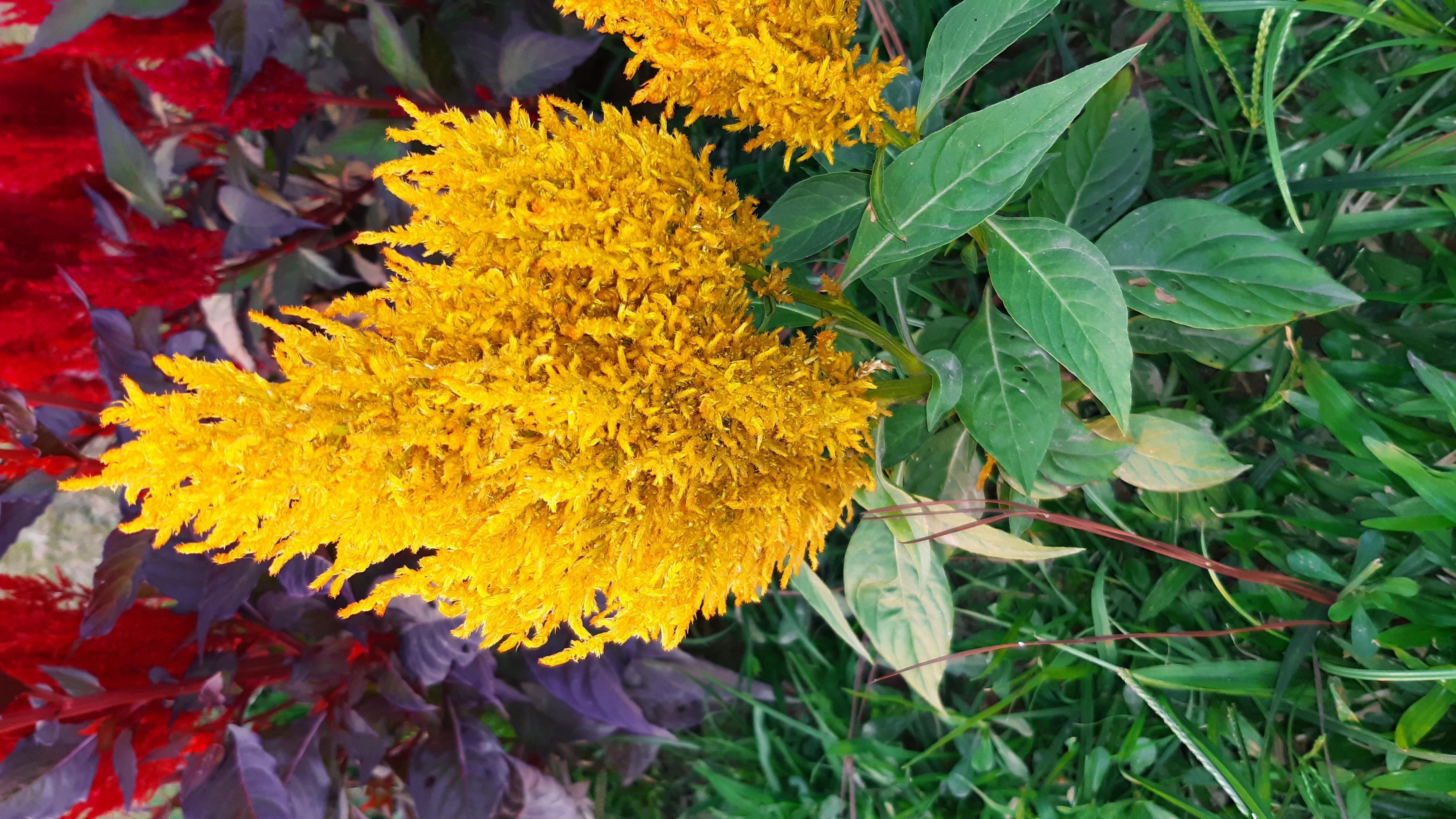 Celosia argentea or silver cock’s comb spring flowering plant Stock Free