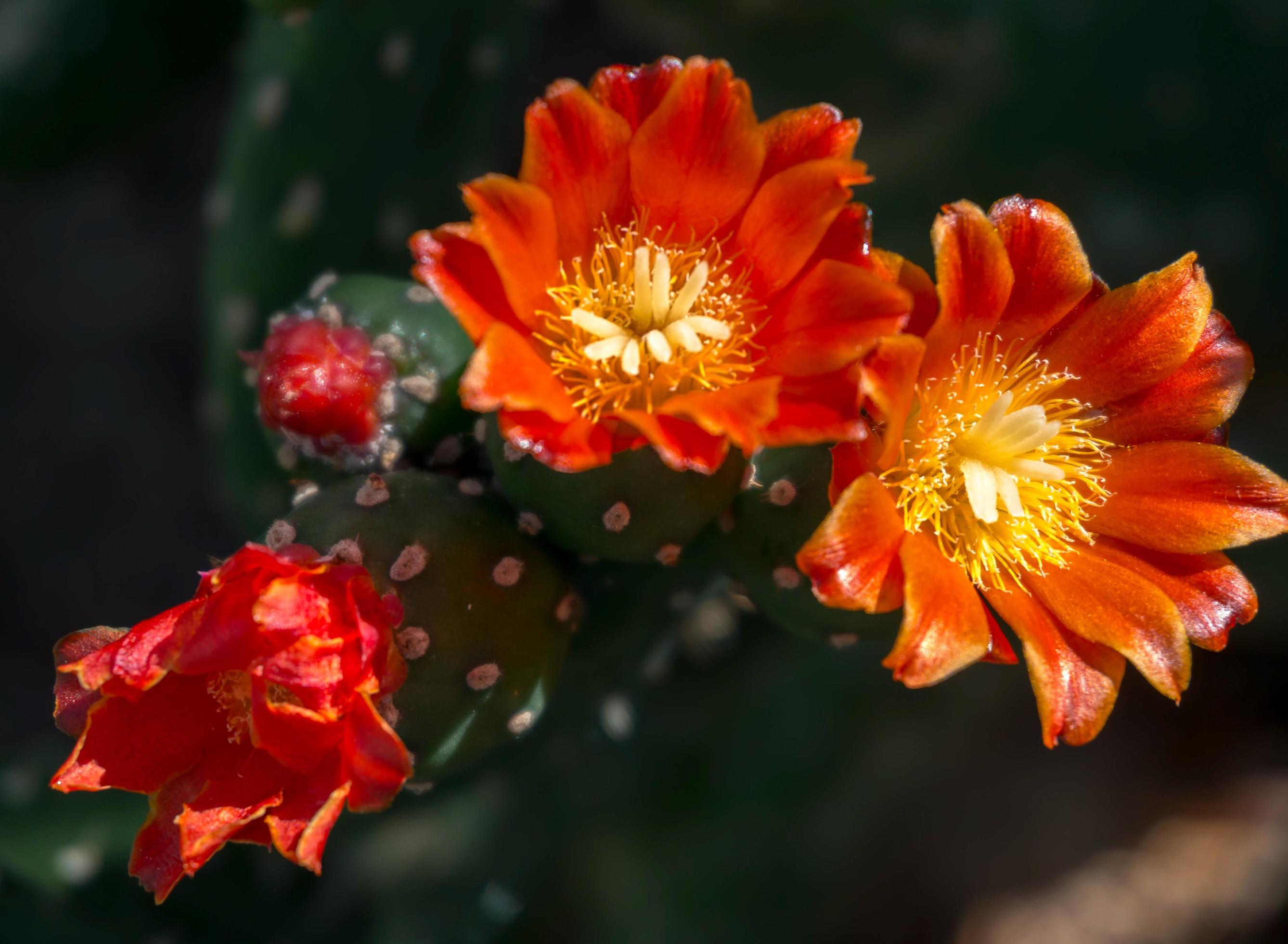 Opuntia Quintensis flowering Stock Free