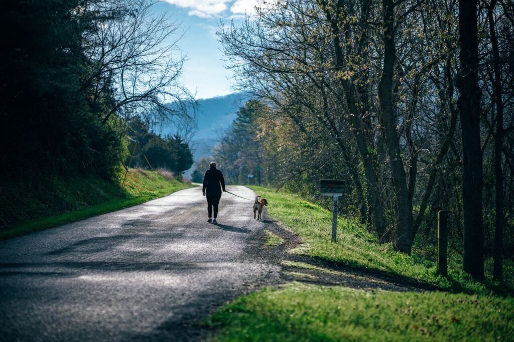 Woman Walking Dog Road Forest Stock Free