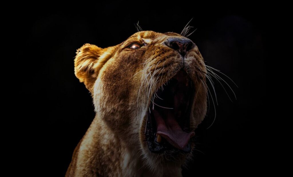 Lion Yawning Stock Free