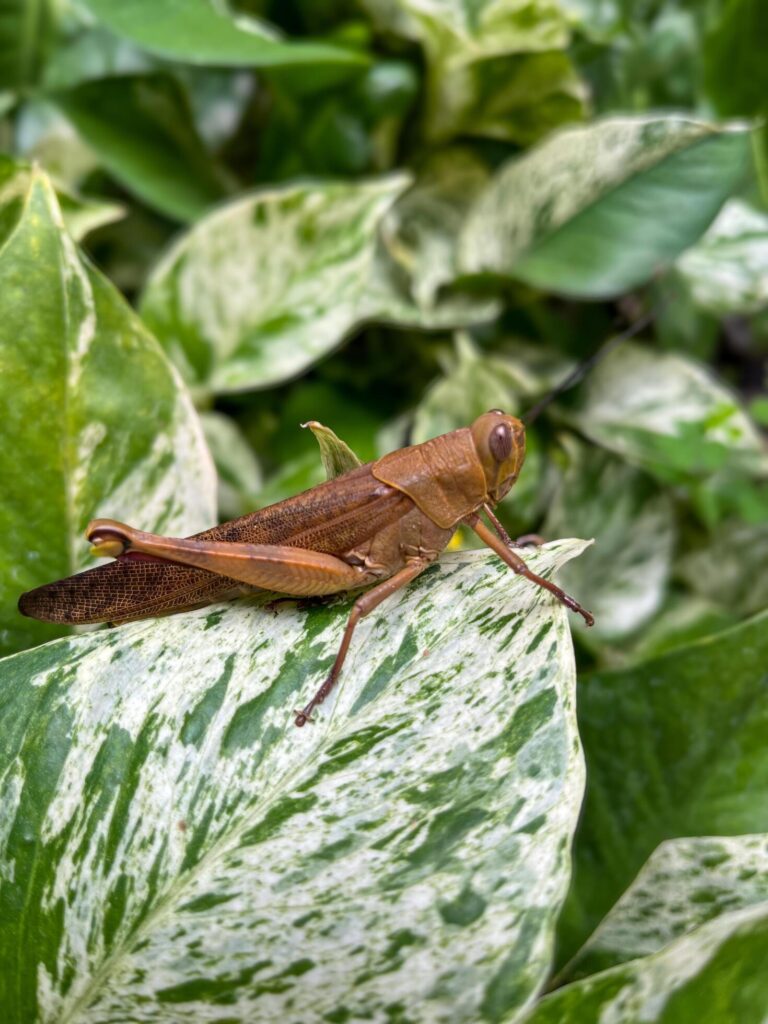 Beautiful grasshopper on natural green leaves background, closeup Stock Free