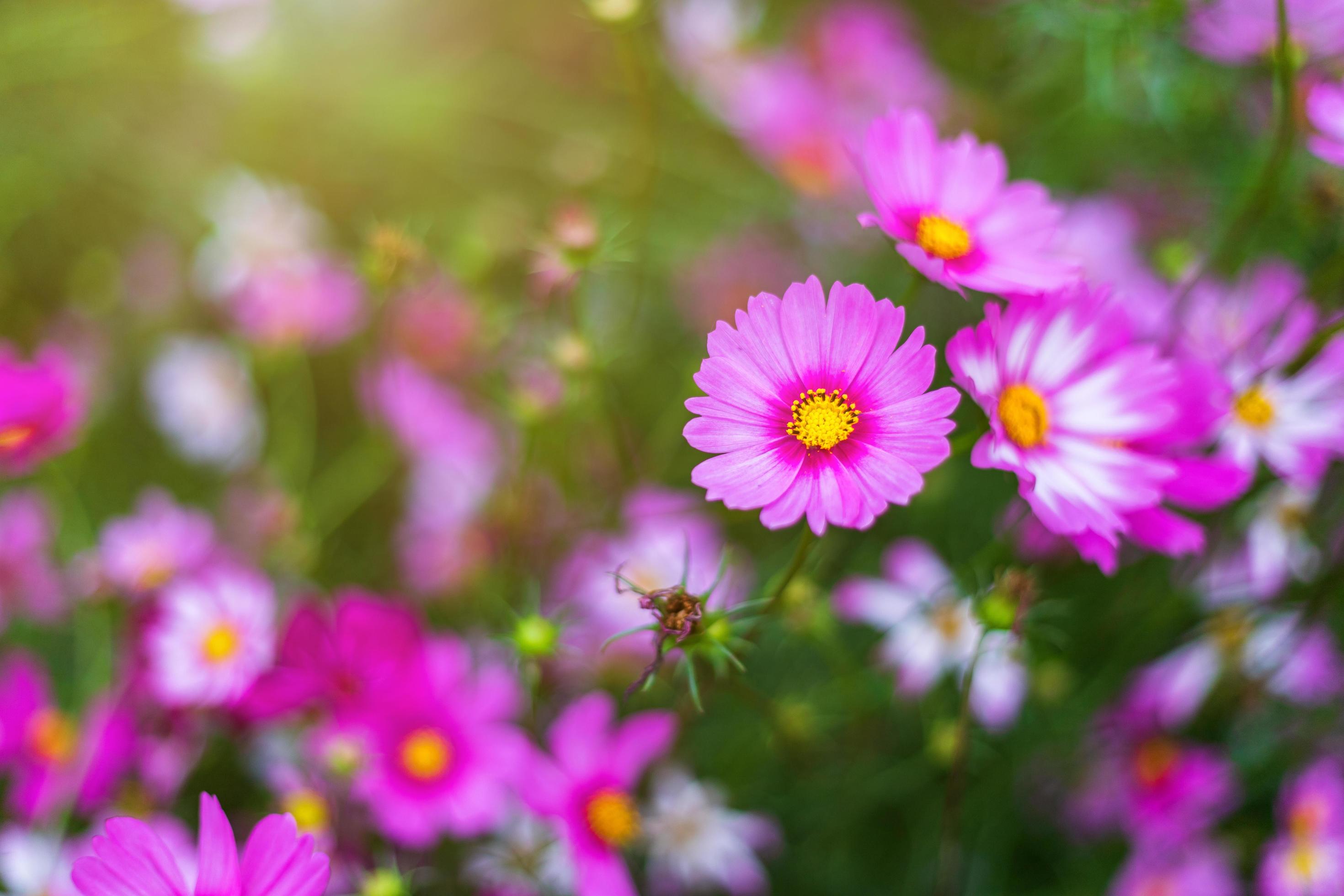 Pink flowers cosmos bloom beautifully in the garden. Stock Free