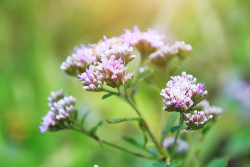 Anaphalis margaritacea Benth.wild flowers in forest with sunlight and blue sky on the mountain. Stock Free