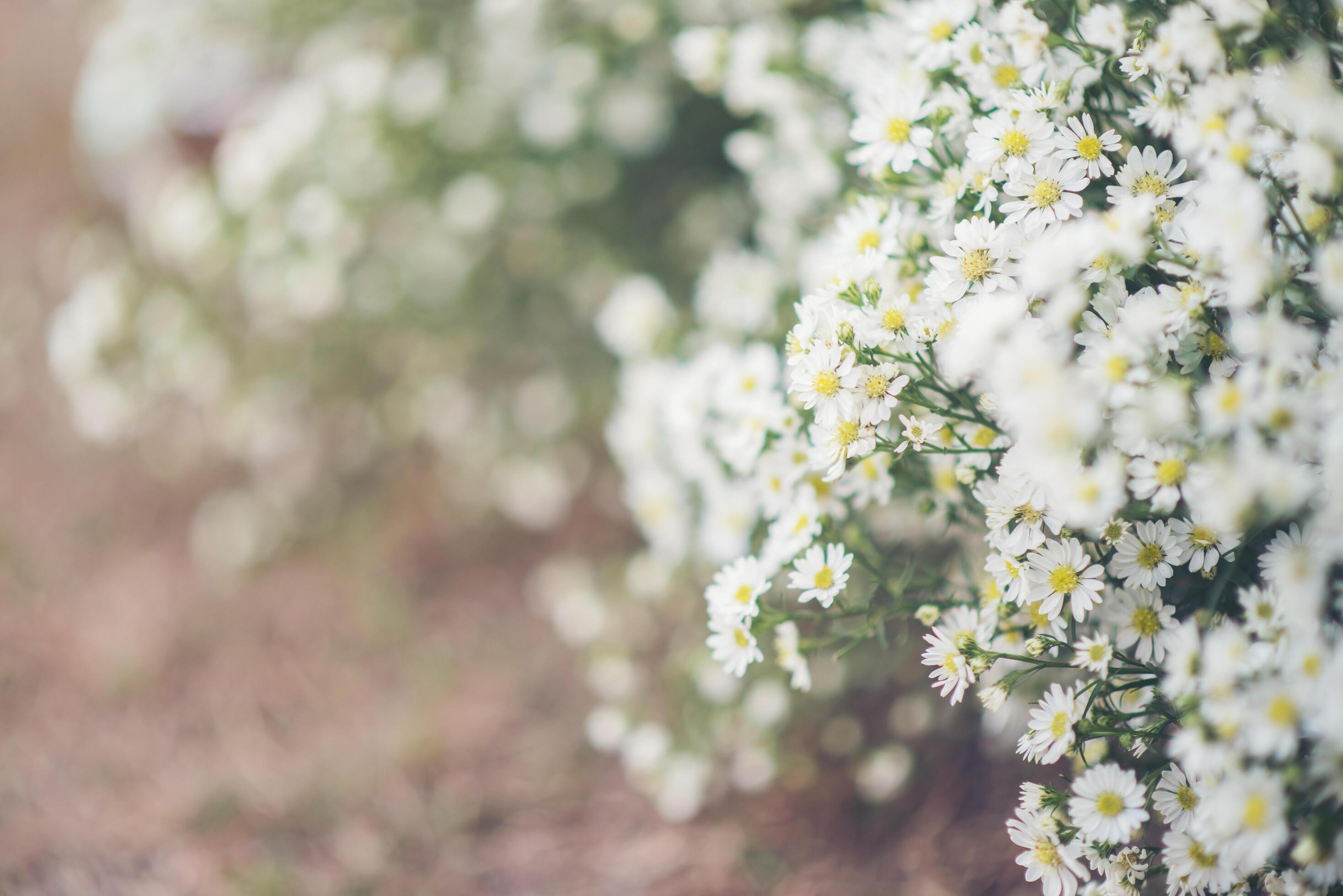 White flower background Stock Free