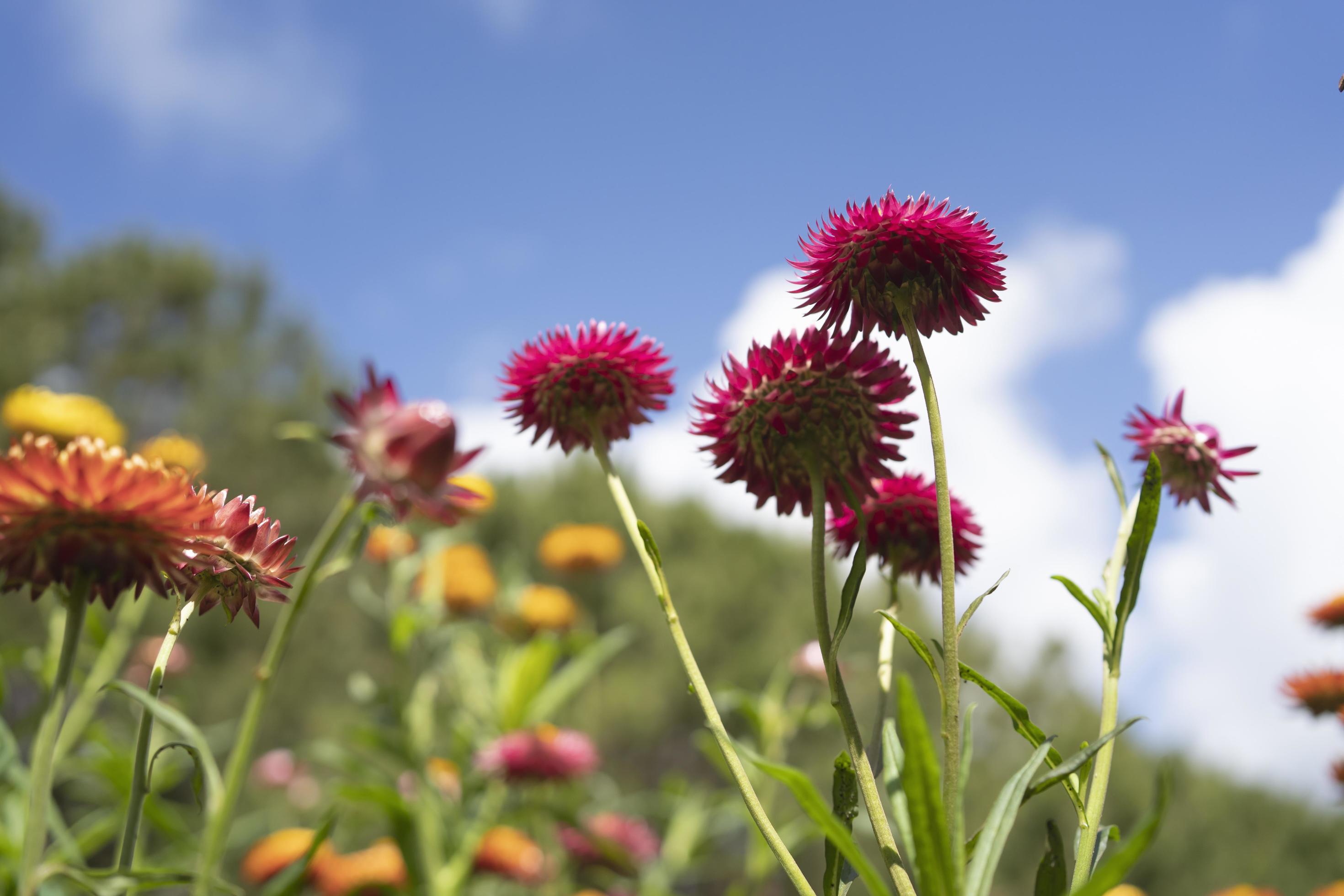 colorful straw flower blossom booming in garden Stock Free