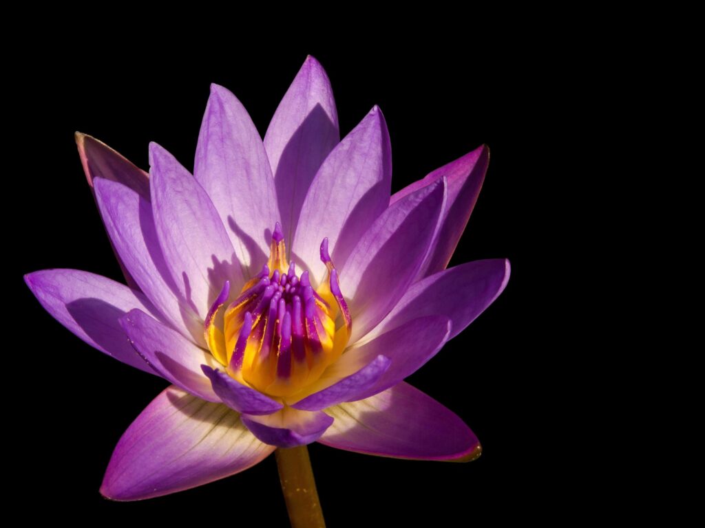 Closeup colorful beauty lotus flower blooming Stock Free