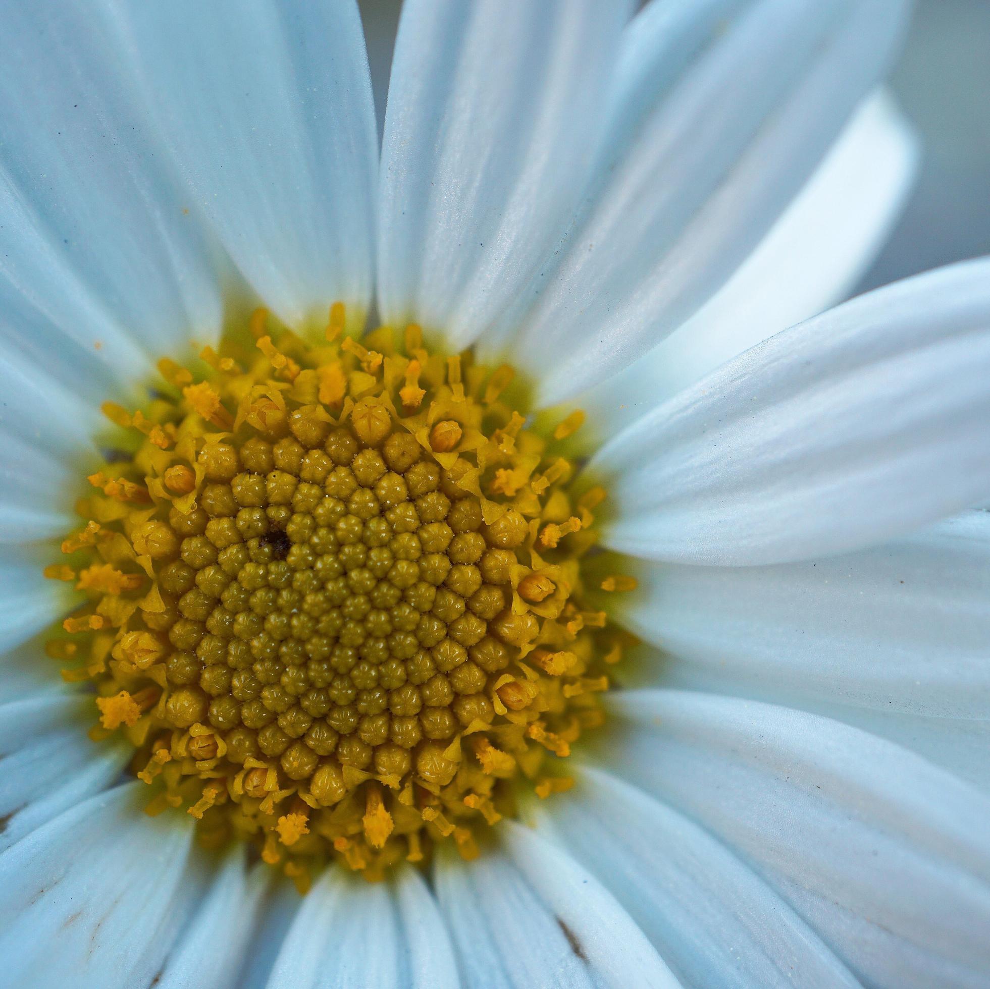 Beautiful white daisy flower in the spring season Stock Free