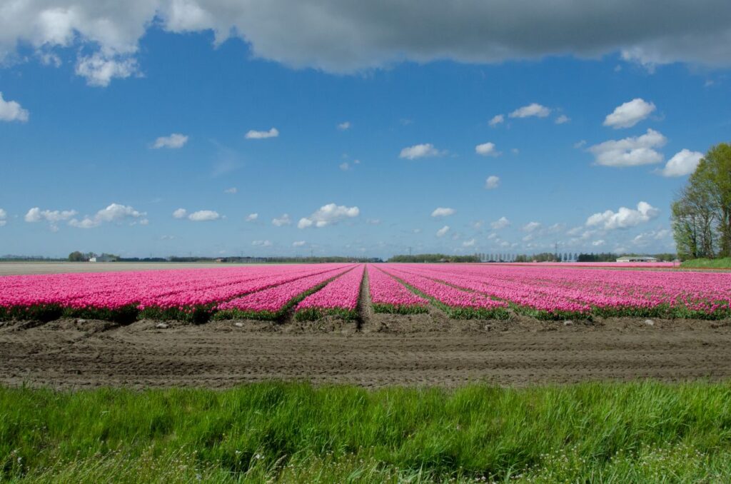 Tulip field Stock Free