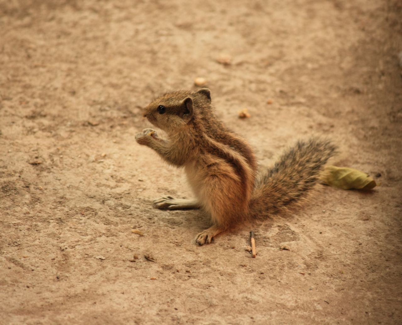 Squirrel Sitting Ground Stock Free