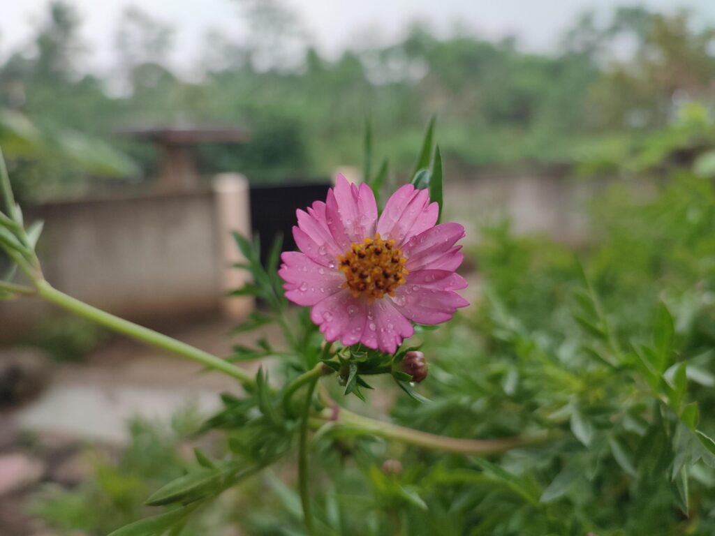 Cosmos caudatus flowering plant pink Stock Free