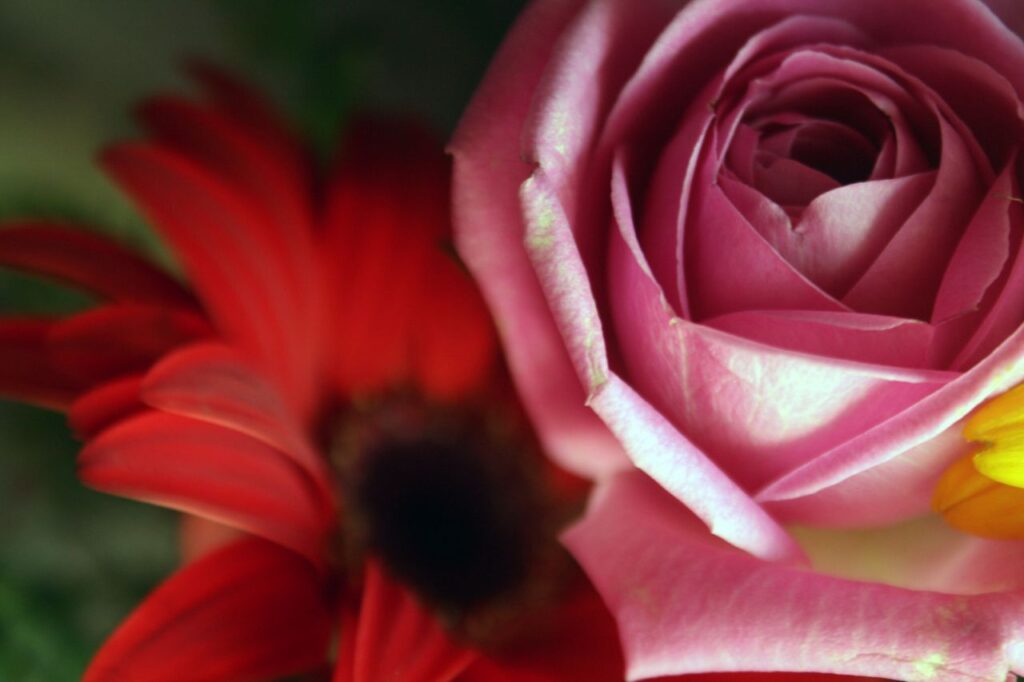 Pink Rose With Red Daisy Background Stock Free