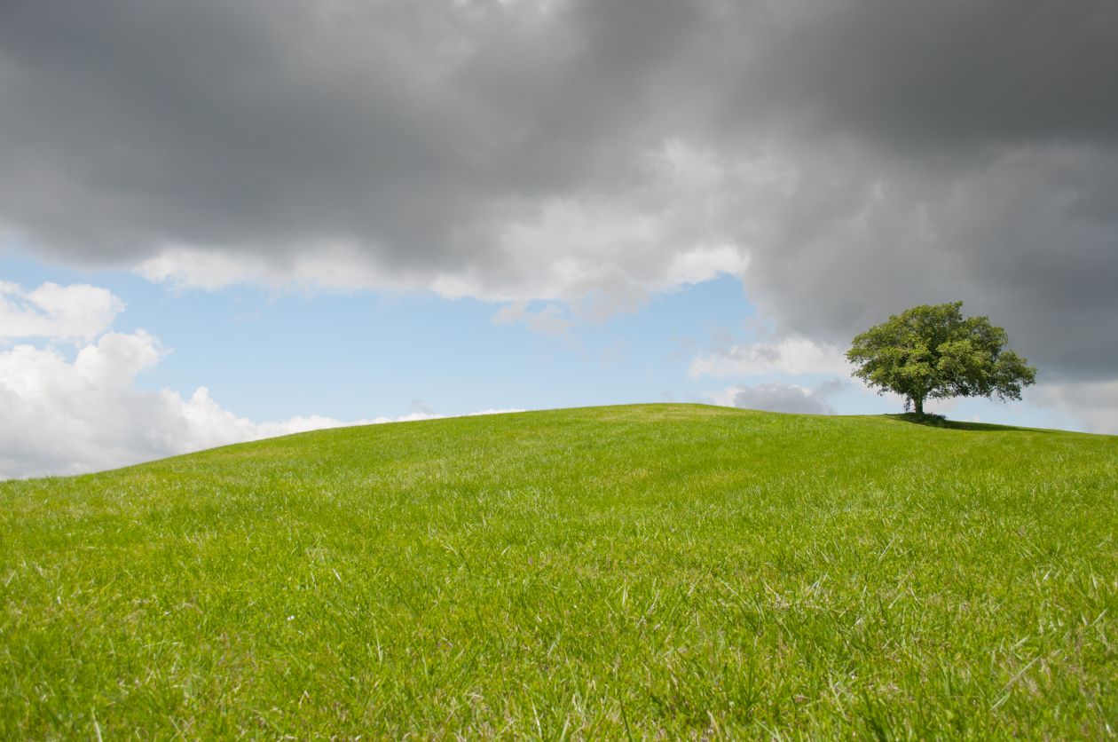 Solitary tree Stock Free