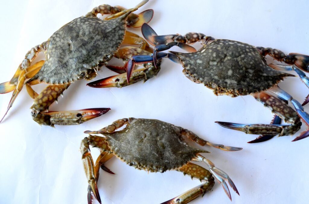 Crabs Sea Food Stock Free