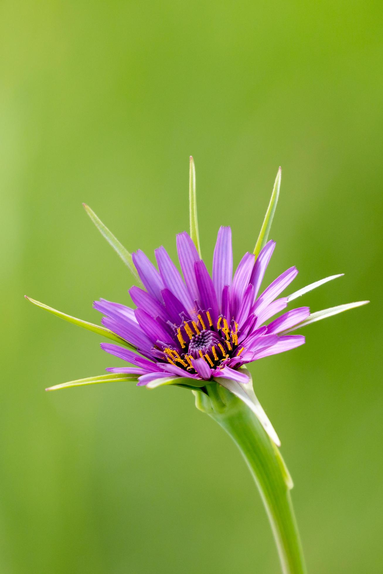 Close-up of purple Salsify flower Stock Free