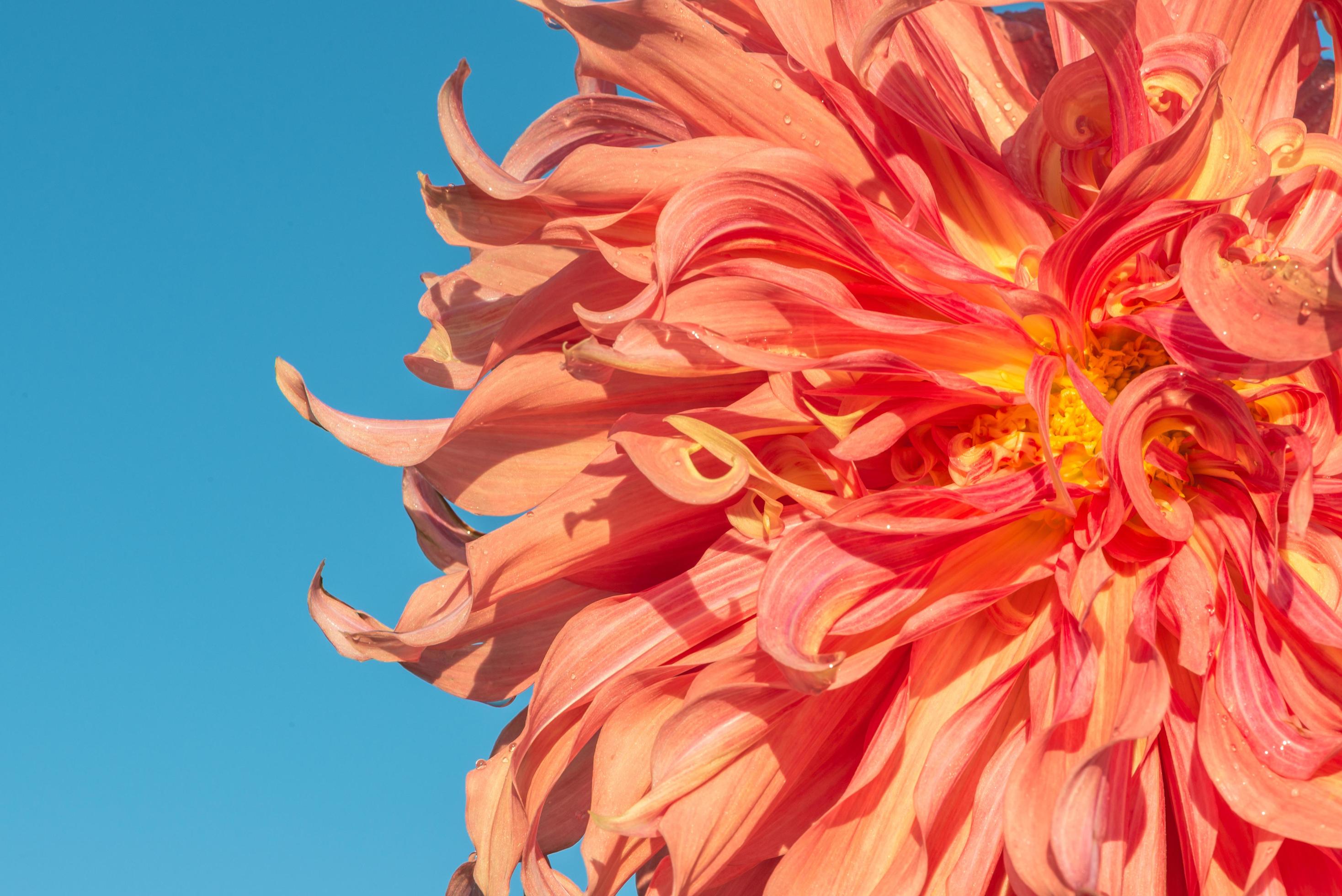 background nature Flower dahlia Orange,pink flowers Stock Free