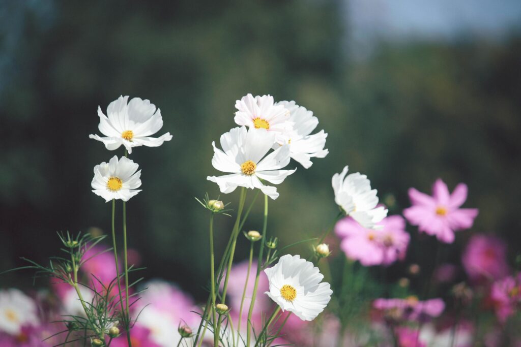 White cosmos flower blooming pink cosmos flower field, beautiful vivid natural summer garden outdoor park image. Stock Free