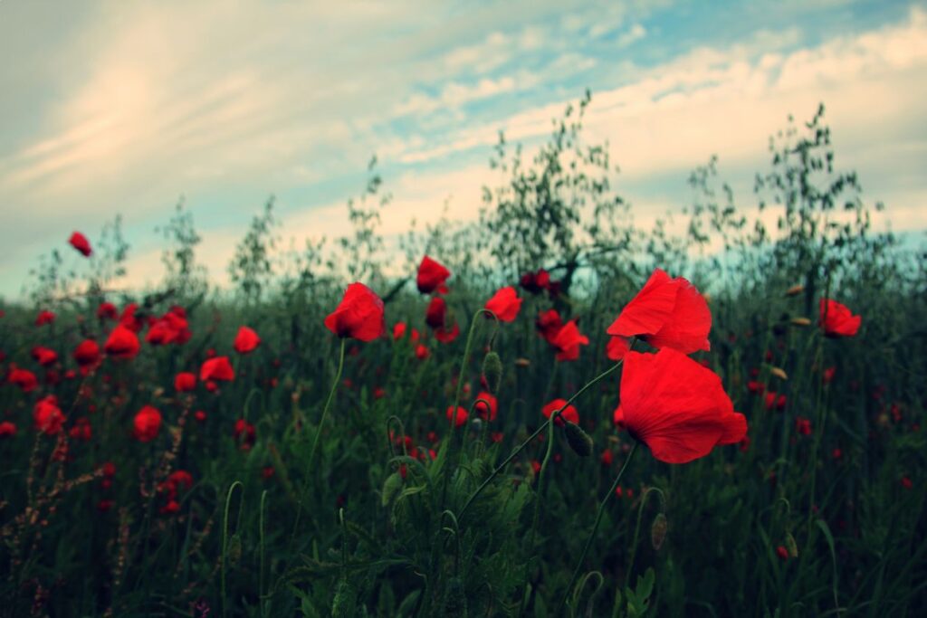 Poppies field Stock Free