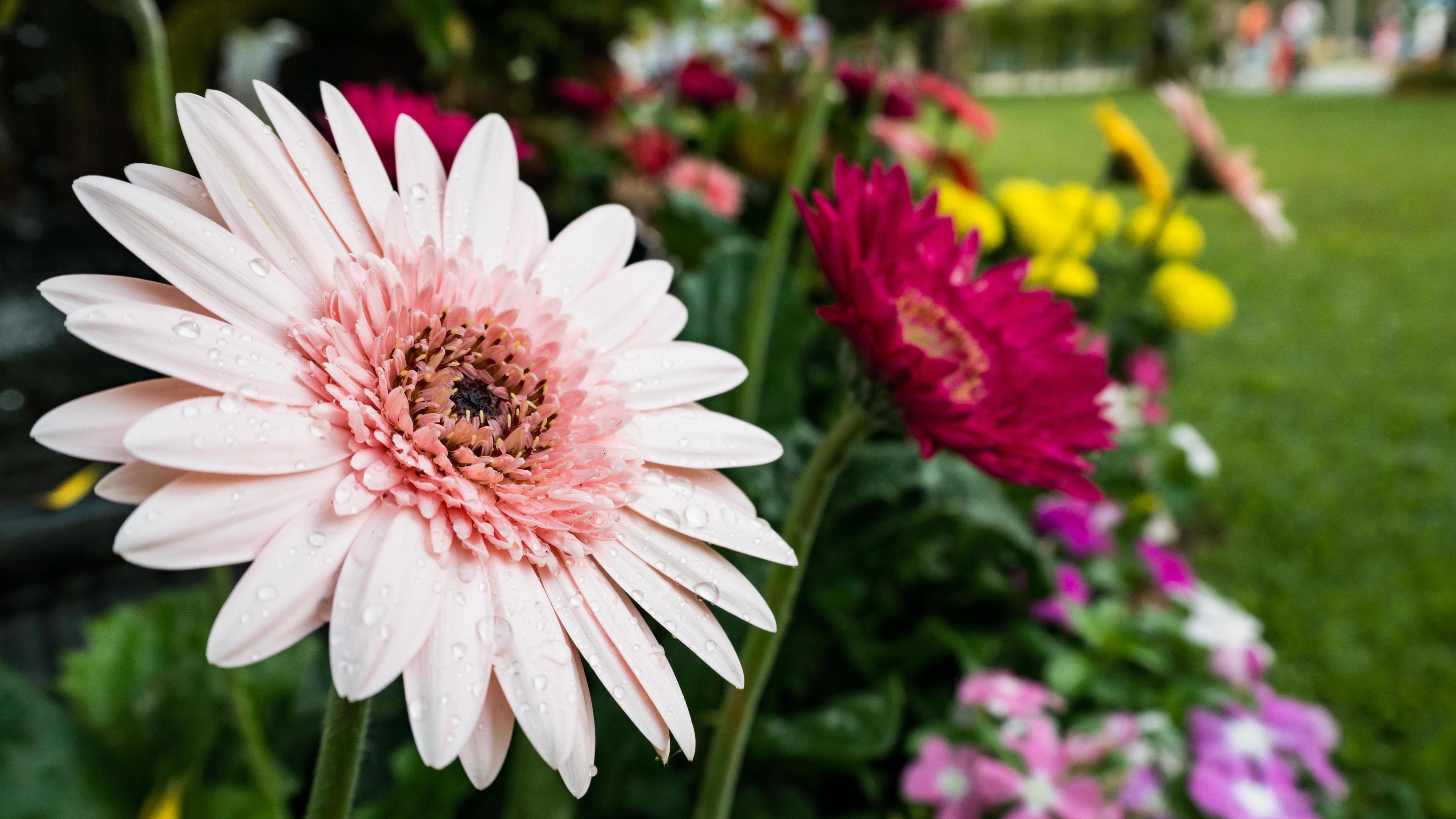 beautiful gerbera flower on the outdoor garden Stock Free