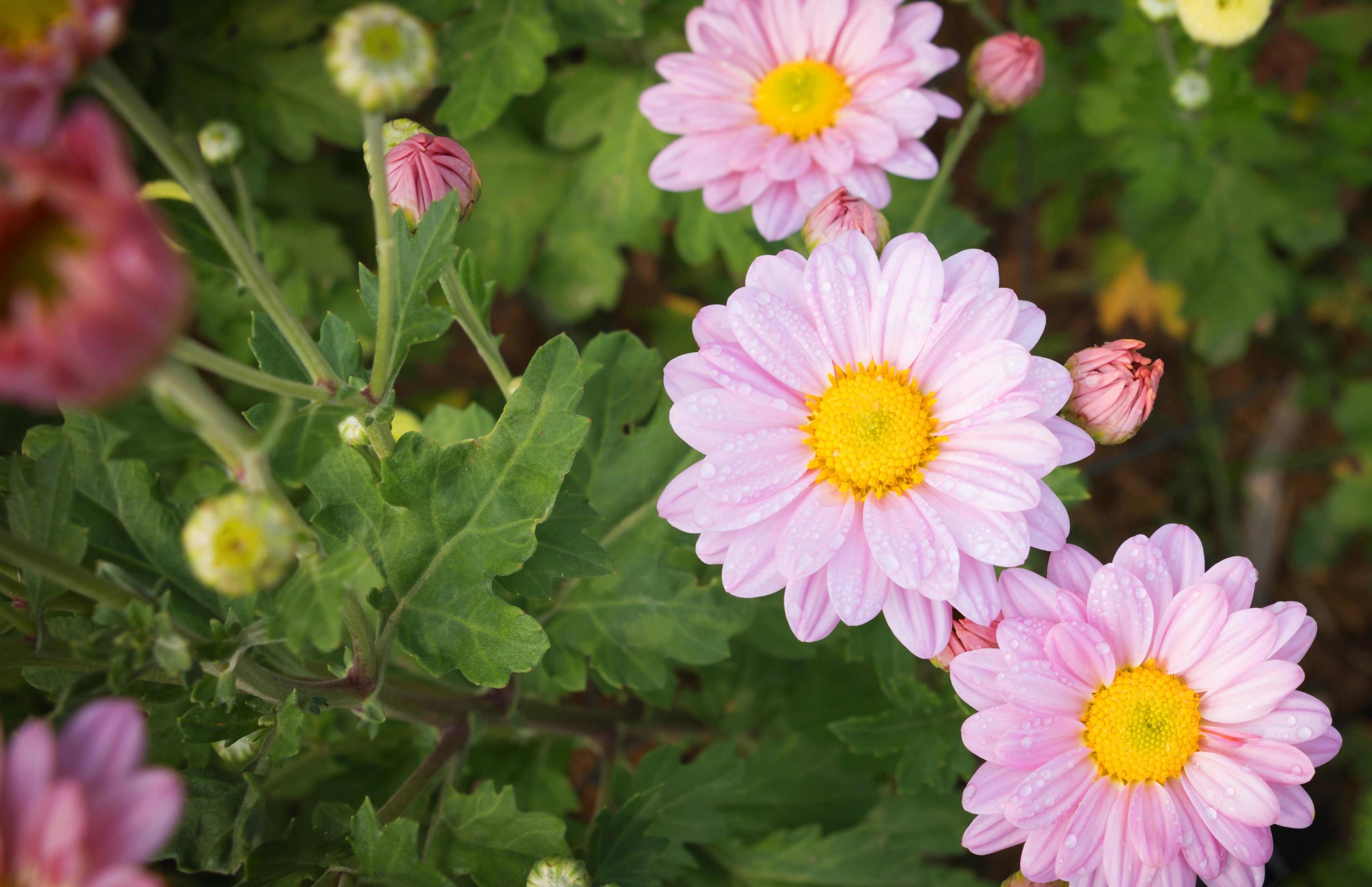 pink chrysanthemum flowers in garden Stock Free