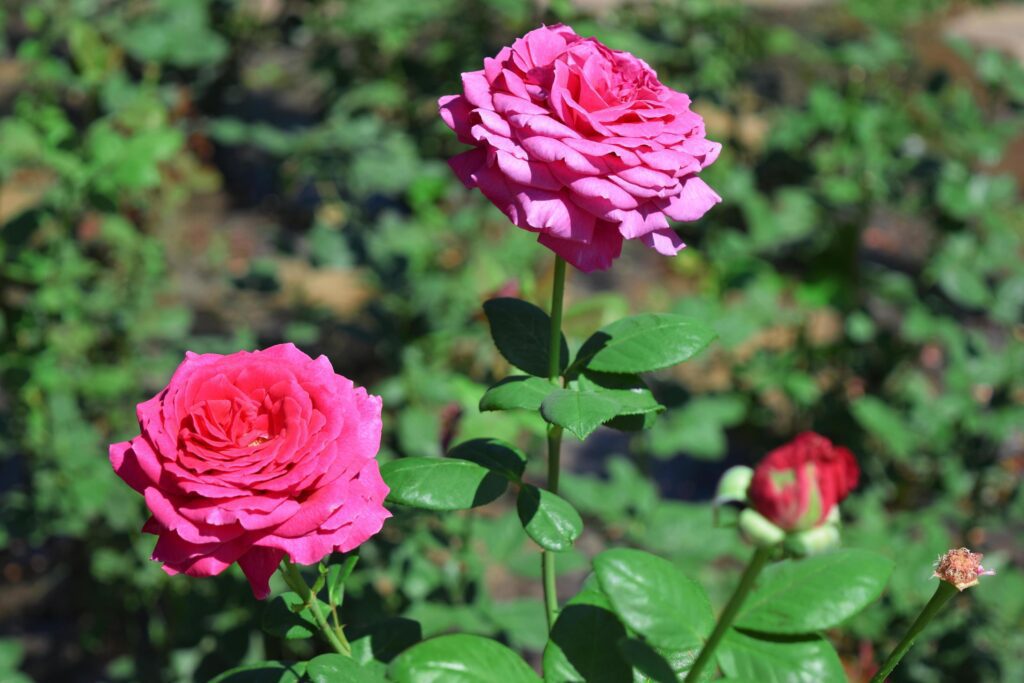 beautiful, scarlet and red, large, blooming roses in a flower bed Stock Free