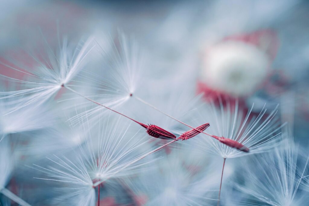 beautiful dandelion flower seed in spring season Stock Free