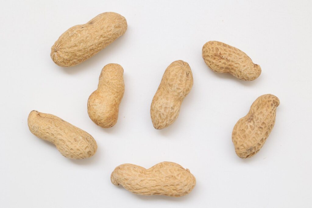 Peanut on white background Stock Free