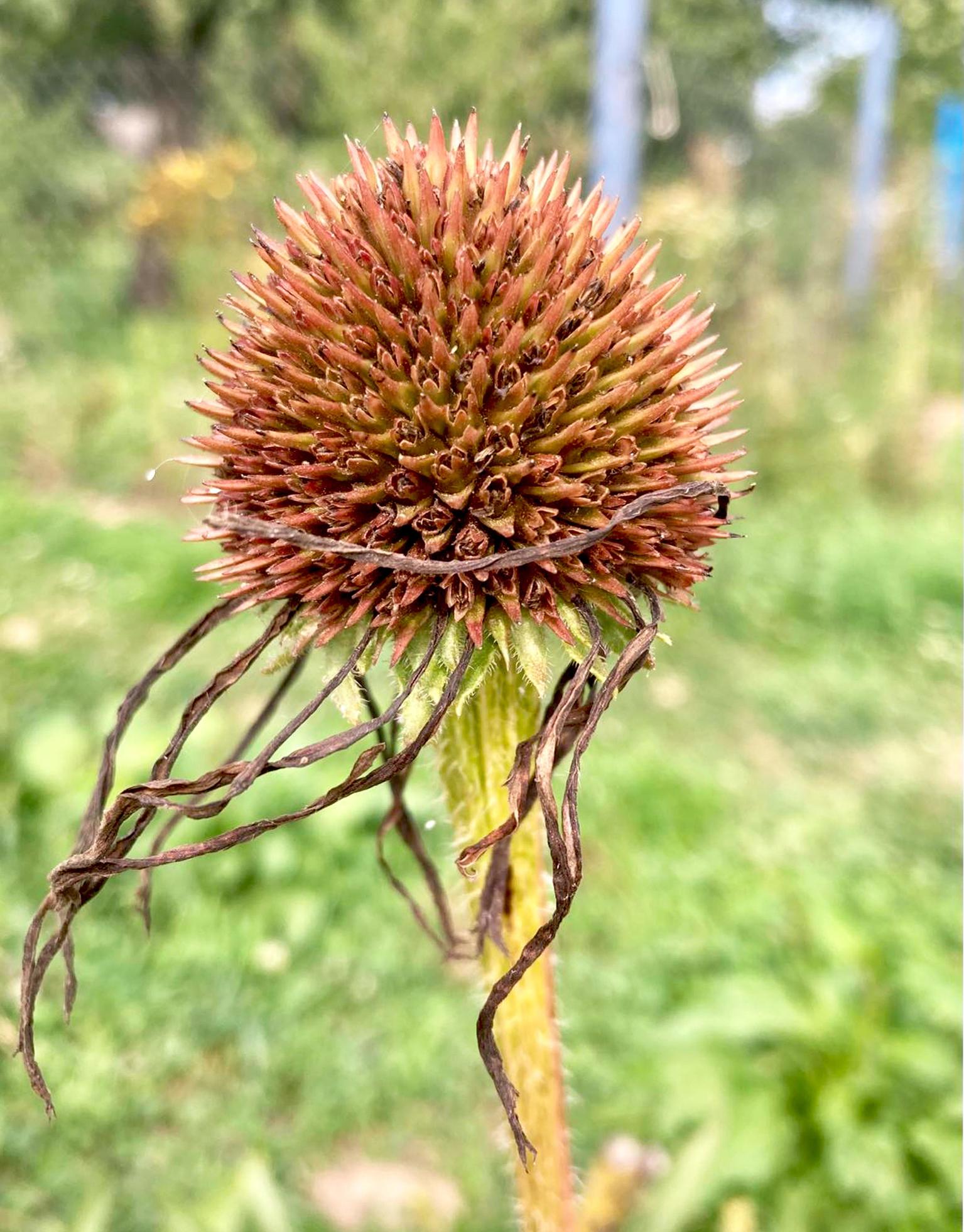 Close-up of wilted Echinacea purpurea flower. Stock Free