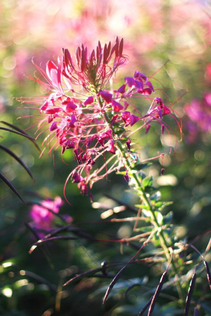 Beautiful blooming pink Cleome Spinosa Linn. or Spider flowers field in natural sunlight. Stock Free