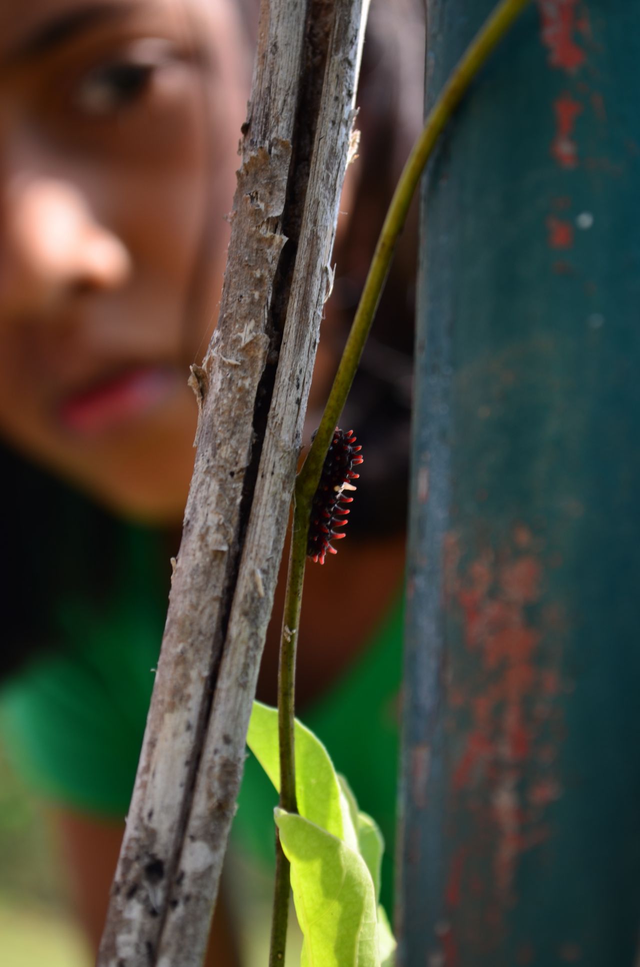 Woman Watching Insect Stock Free