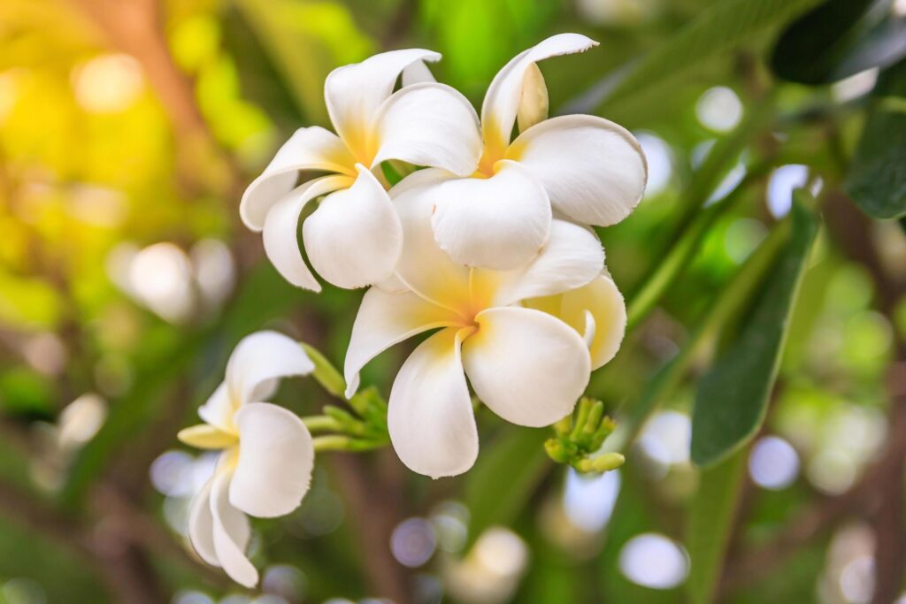 Plumeria flowers on bokeh background Stock Free