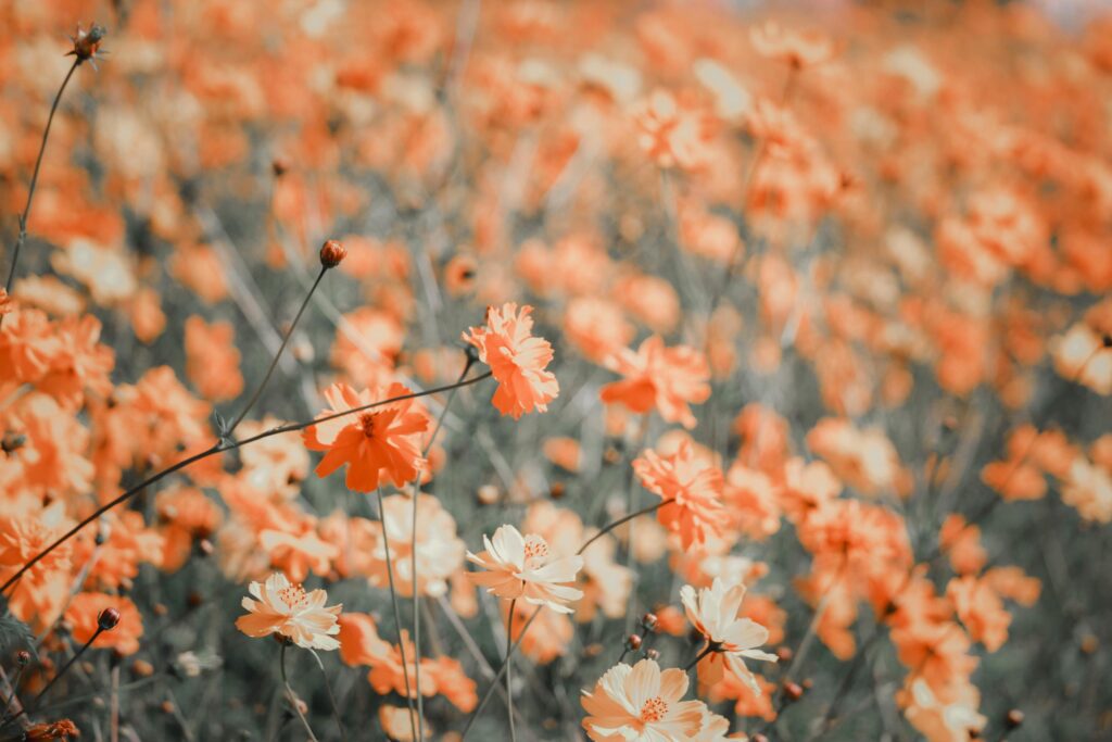 Orange and yellow cosmos flower blooming cosmos flower field, beautiful vivid natural summer garden outdoor park image. Stock Free