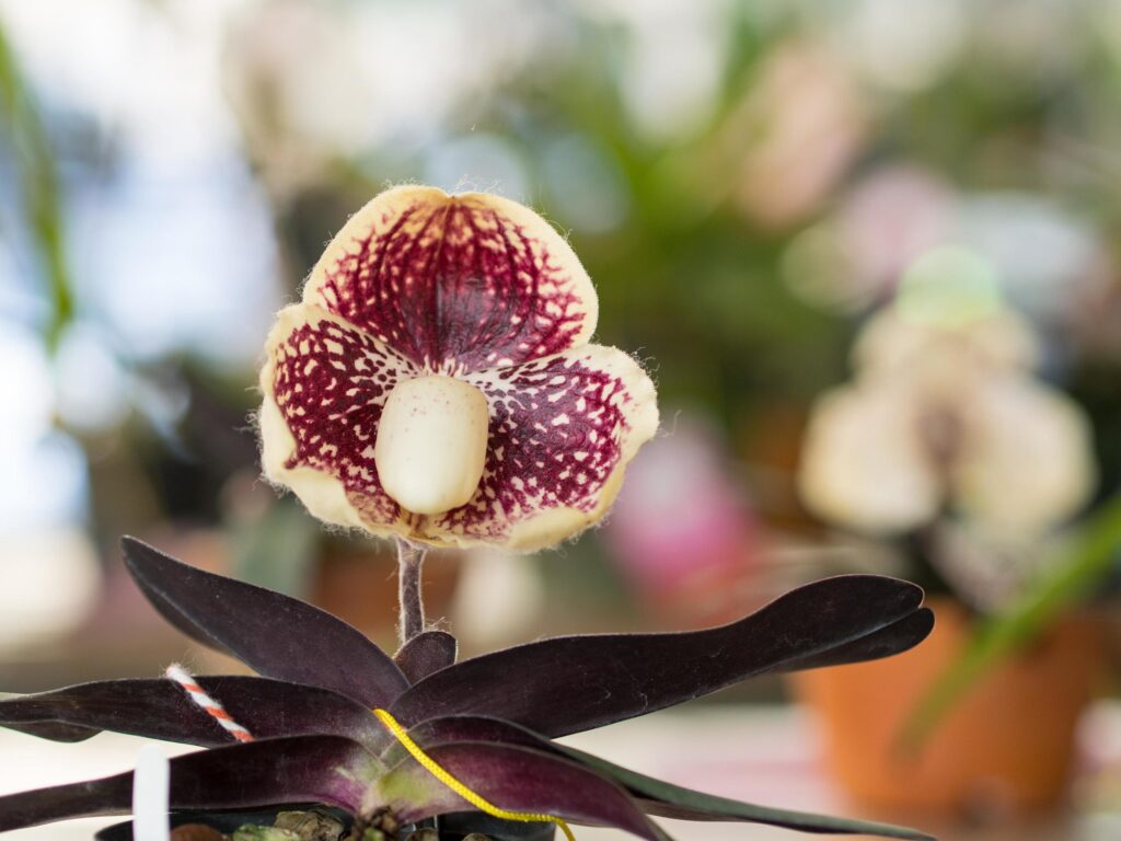 Lady’s Slipper Paphiopedilum godefroyae flowers in the park Stock Free