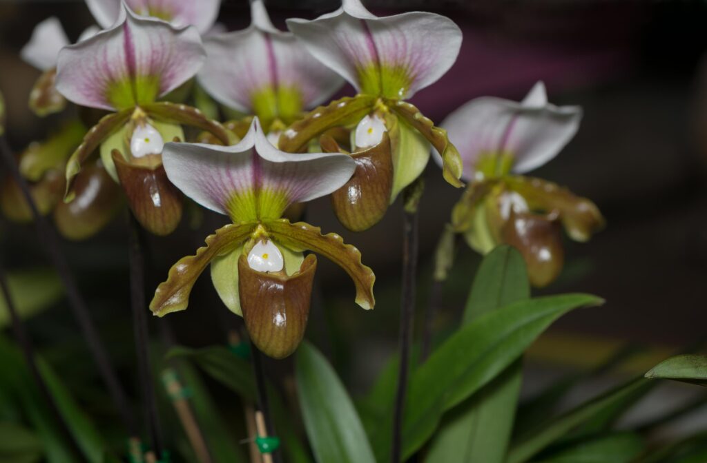 Beautiful Paphiopedilum orchid flowers bloom Stock Free